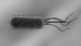 e coli