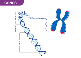 Genes