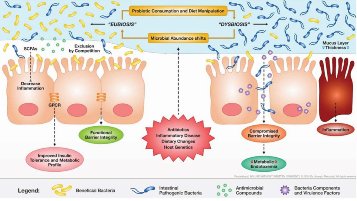 Saúde Intestinal