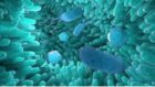 bacteria intestinal
