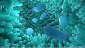 bacteria intestinal