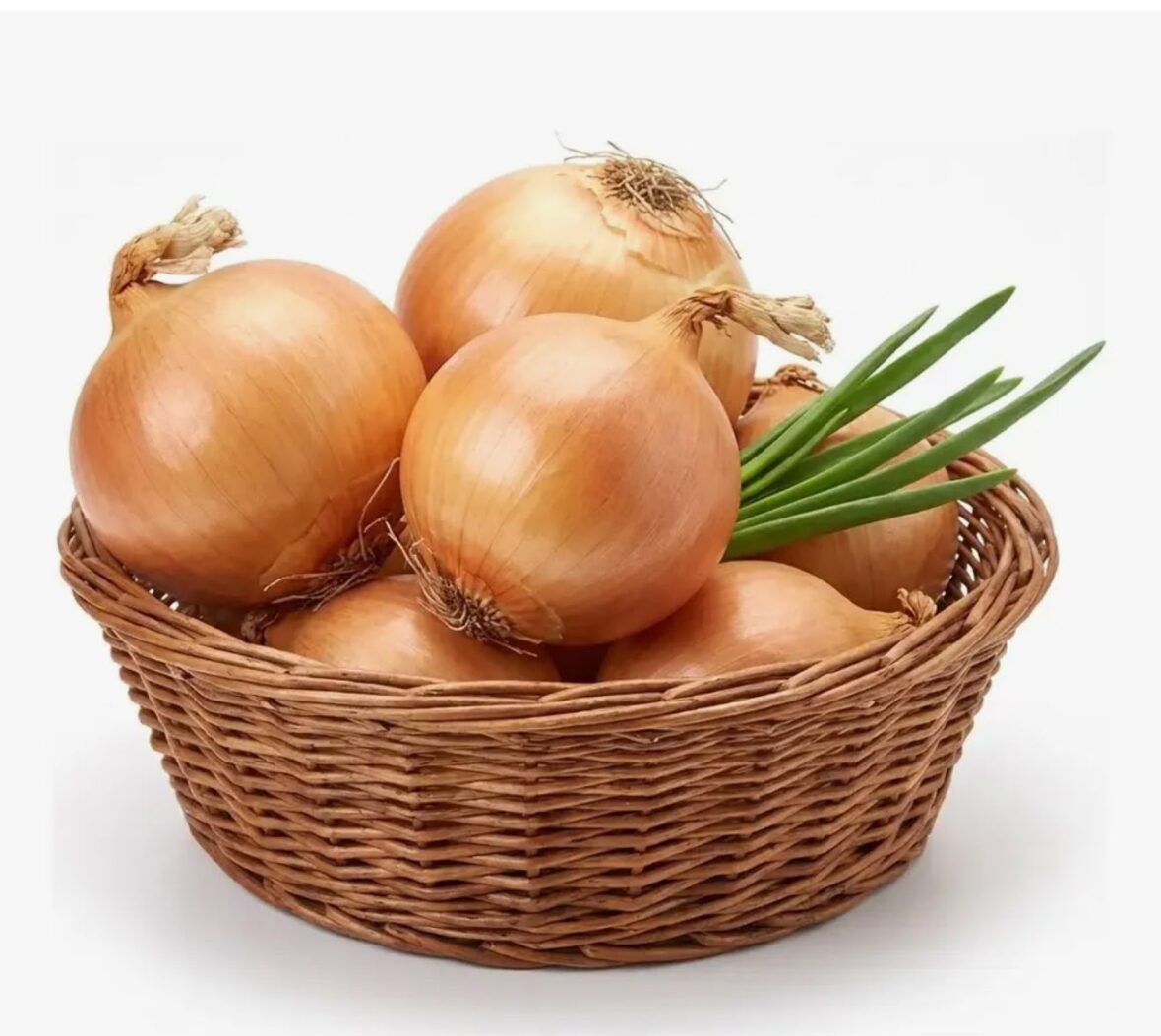 cebola